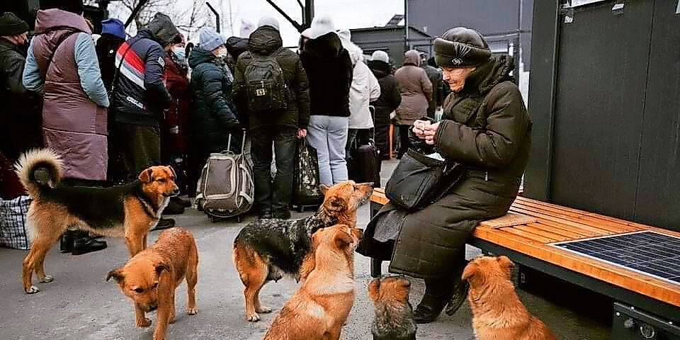 Haustiere im Krieg – Österreich hilft