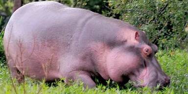 nilpferd