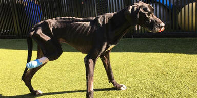 Hund frisst sich aus Hunger ein Bein ab