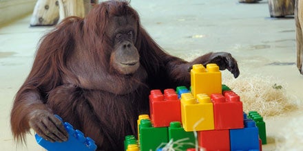 Affe  mit eigenem Facebook-Account