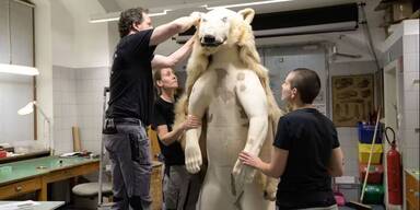 Eisb&auml;rin Nora wird pr&auml;pariert