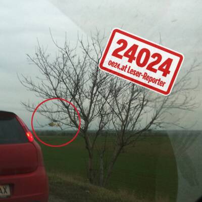 Lenker von Leitschiene gepfählt