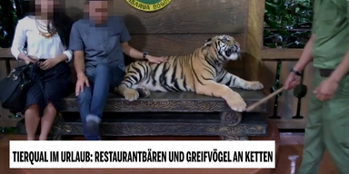Restaurantb&auml;ren und Greifv&ouml;gel an Ketten