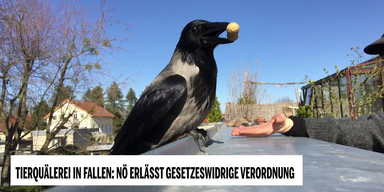 Totales Politikversagen in Nieder&ouml;sterreich