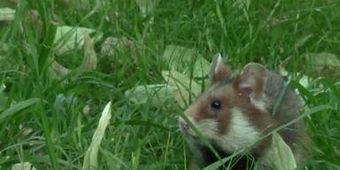 Der Feldhamster ist das Tier des Jahres