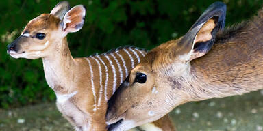 Nyala Schönbrunn Amanda