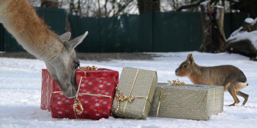 Weihnachtren mit den Tieren im Zoo.