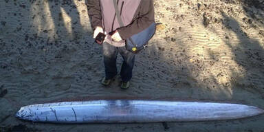 Mysteriöses Meeres-Ungeheuer angeschwemmt