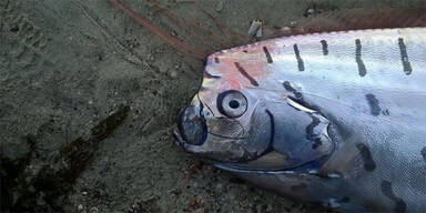 Mysteriöses Meeres-Ungeheuer angeschwemmt