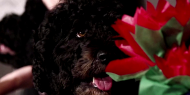 Obamas Hund