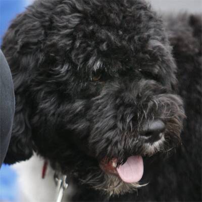 First Dog im Weißen Haus