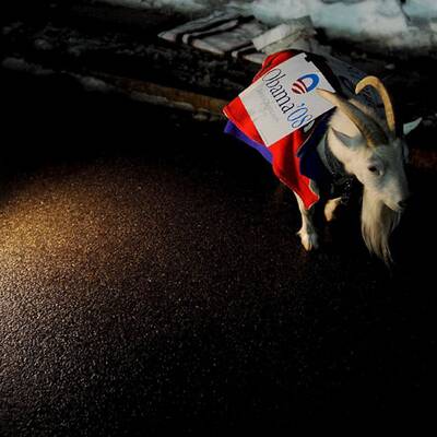 Eine Ziege namens Binxx