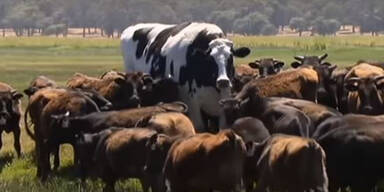 Dieser XXL-Ochse ist zu gro&szlig; f&uuml;r den Schlachthof