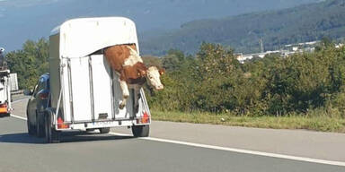 Ochse springt w&auml;hrend Fahrt aus Anh&auml;nger