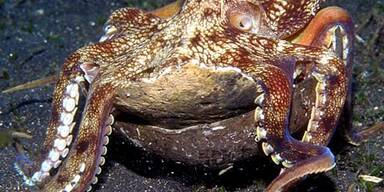 Tintenfische bauen sich Kokusnuss-Haus