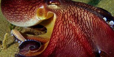 Tintenfische bauen sich Kokusnuss-Haus