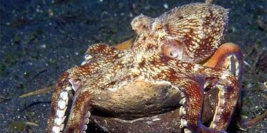 Tintenfische bauen sich Kokusnuss-Haus