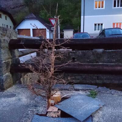 Maibaum in Auggenthal