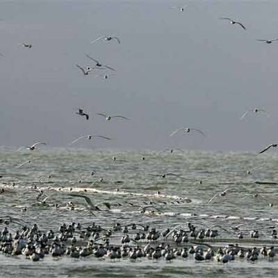 Ölpest bedroht US-Küste