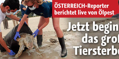 Ölpest: Das große Tiersterben beginnt