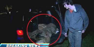 Ami-Jungs klauen toten L&ouml;wen