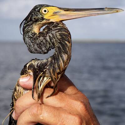 Muscheln in Öllache