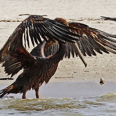 Muscheln in Öllache