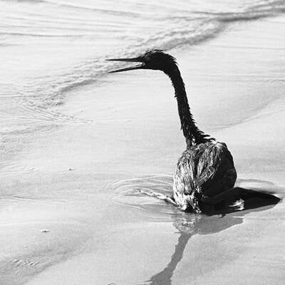 Muscheln in Öllache
