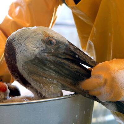 Muscheln in Öllache
