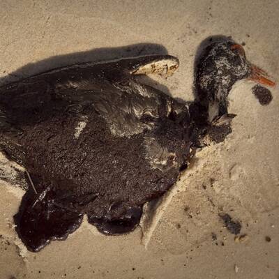 Muscheln in Öllache