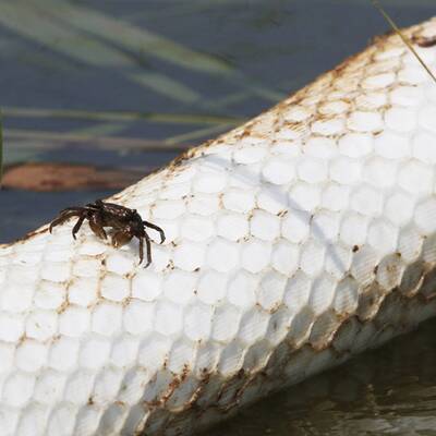 Muscheln in Öllache