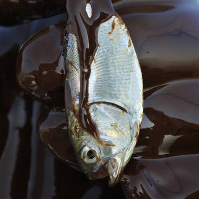 Muscheln in Öllache