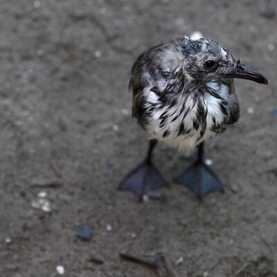 Muscheln in Öllache
