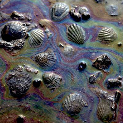 Muscheln in Öllache