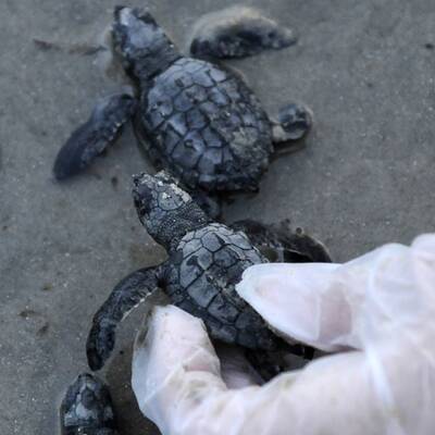 Muscheln in Öllache