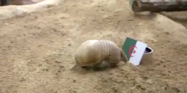 G&uuml;rteltier Lanzelot liebt das WM-Risiko