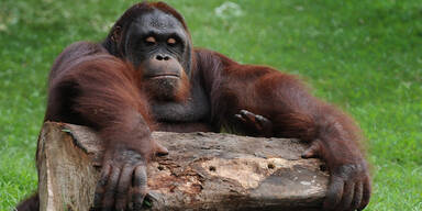 Brutaler Auftragsmord unter Affen