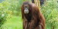 Orang-Utan Sol