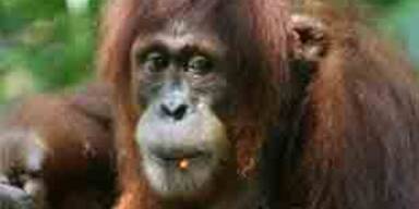 orangutan