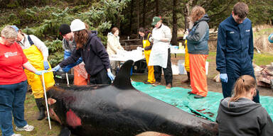 Übel zugerichteter Orca wird untersucht