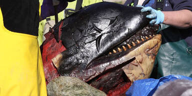 Übel zugerichteter Orca wird untersucht