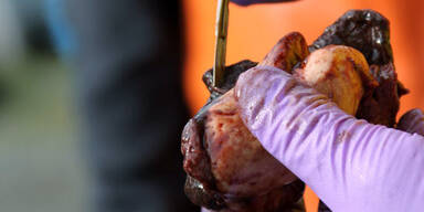 Übel zugerichteter Orca wird untersucht