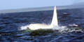 weißer Orca Iceberg