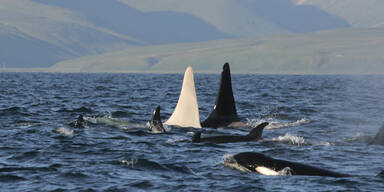 Erstmals komplett weißer Orca gesichtet