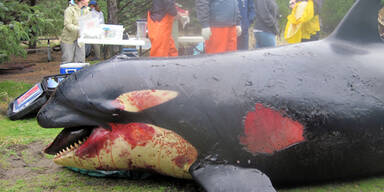 Übel zugerichteter Orca wird untersucht