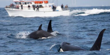 R&auml;tsel um mysteri&ouml;se Killerwal-Attacken vor Spanien