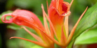 163 neue Arten am Mekong entdeckt