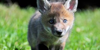 Gute Nachrichten f&uuml;r Tierfans.