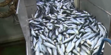 ostsee fisch obb.PNG