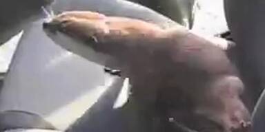 Otter verwechselt Auto mit Fluss